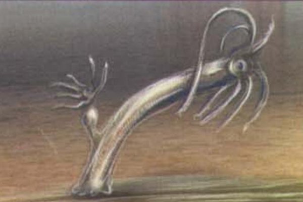 Kraken 12 at сайт